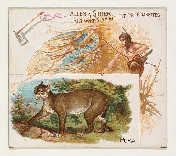 Allen & Ginter, Puma, from Quadrupeds series (N41) for Allen & Ginter Cigarettes