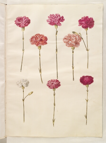 Hans Simon Holtzbecker, Dianthus caryophyllus (have-nellike)