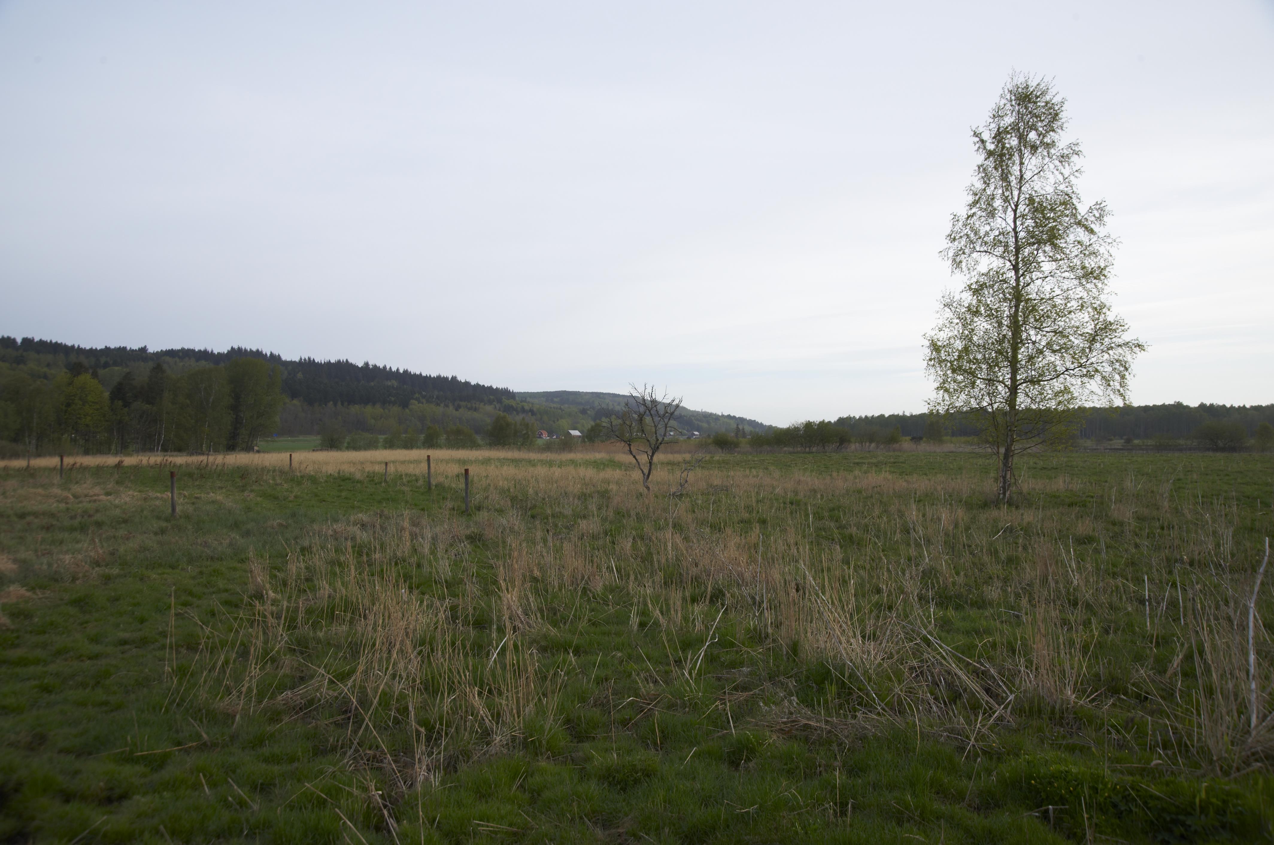 Bengt A Lundberg, Dagsmosse