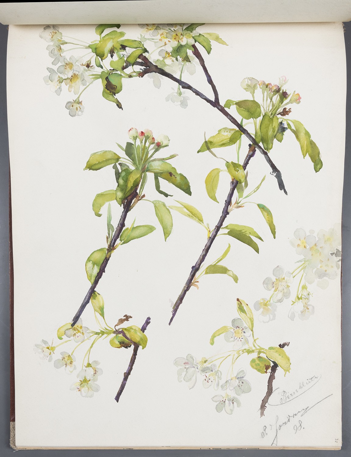 Paul Jordan, Blumen: Birnen-Blüten