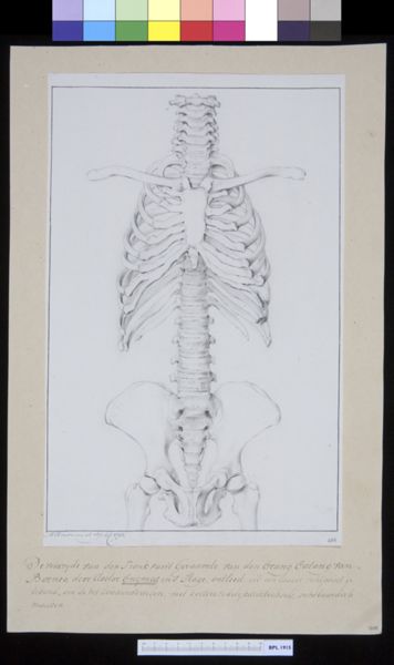 M. Houtman, Animals: ape, spine, pelvis and vertebrae