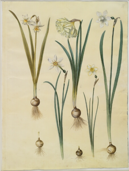 Hans Simon Holtzbecker, Narcissus ×medioluteus (toblomstret narcis); Narcissus pseudonarcissus; Narcissus (narcis); Narcissus poeticus (pinselilje); Narcissus ×tenuior