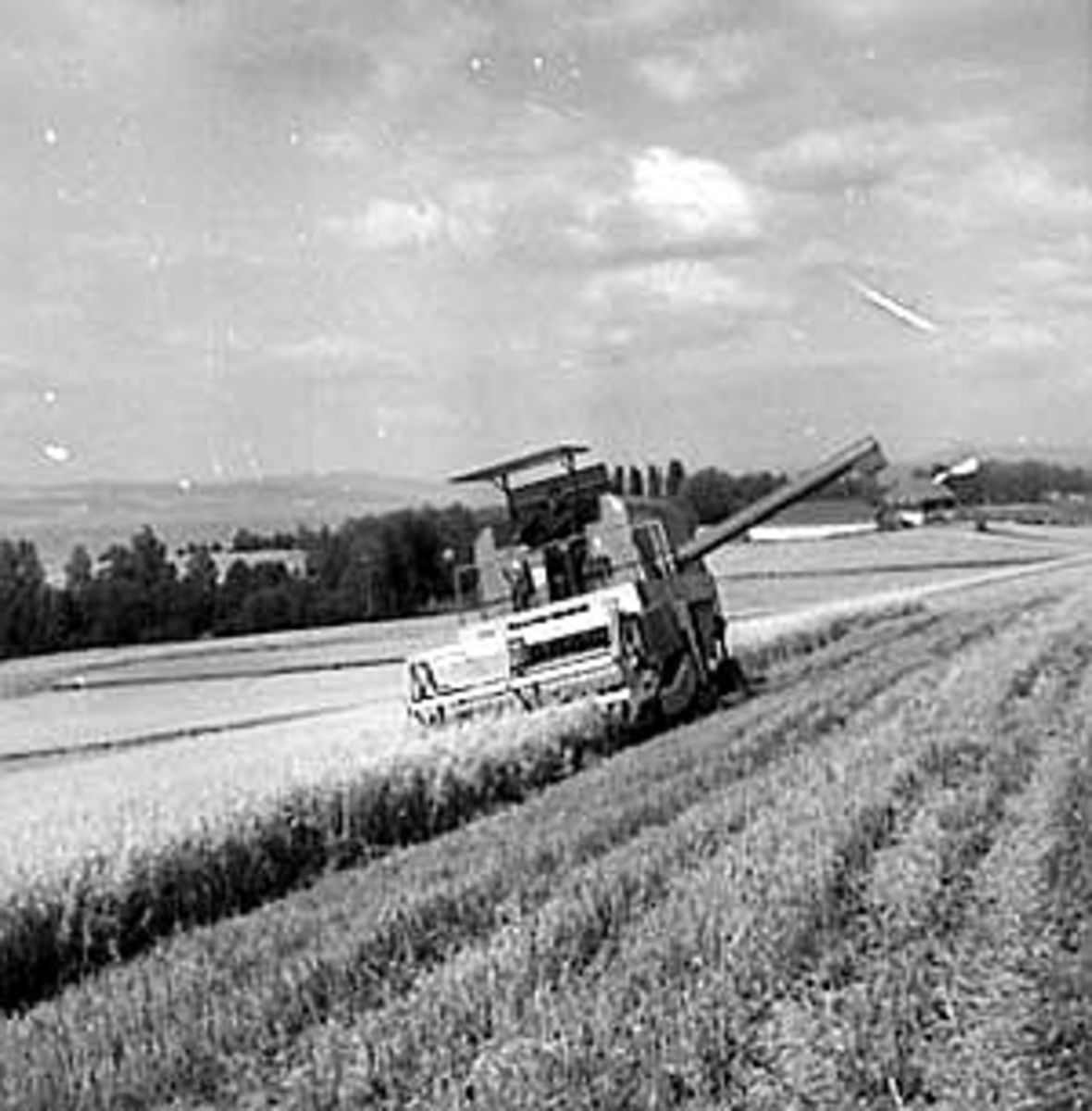 Anno Domkirkeodden, SKURONN, SKURTRESKER, HUSEBY