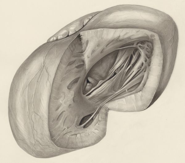 H.G Wetselaar, Heart