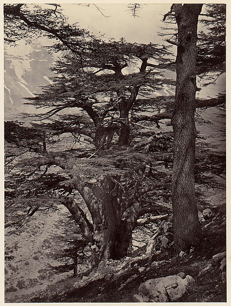 Unknown, Cedars of Lebanon