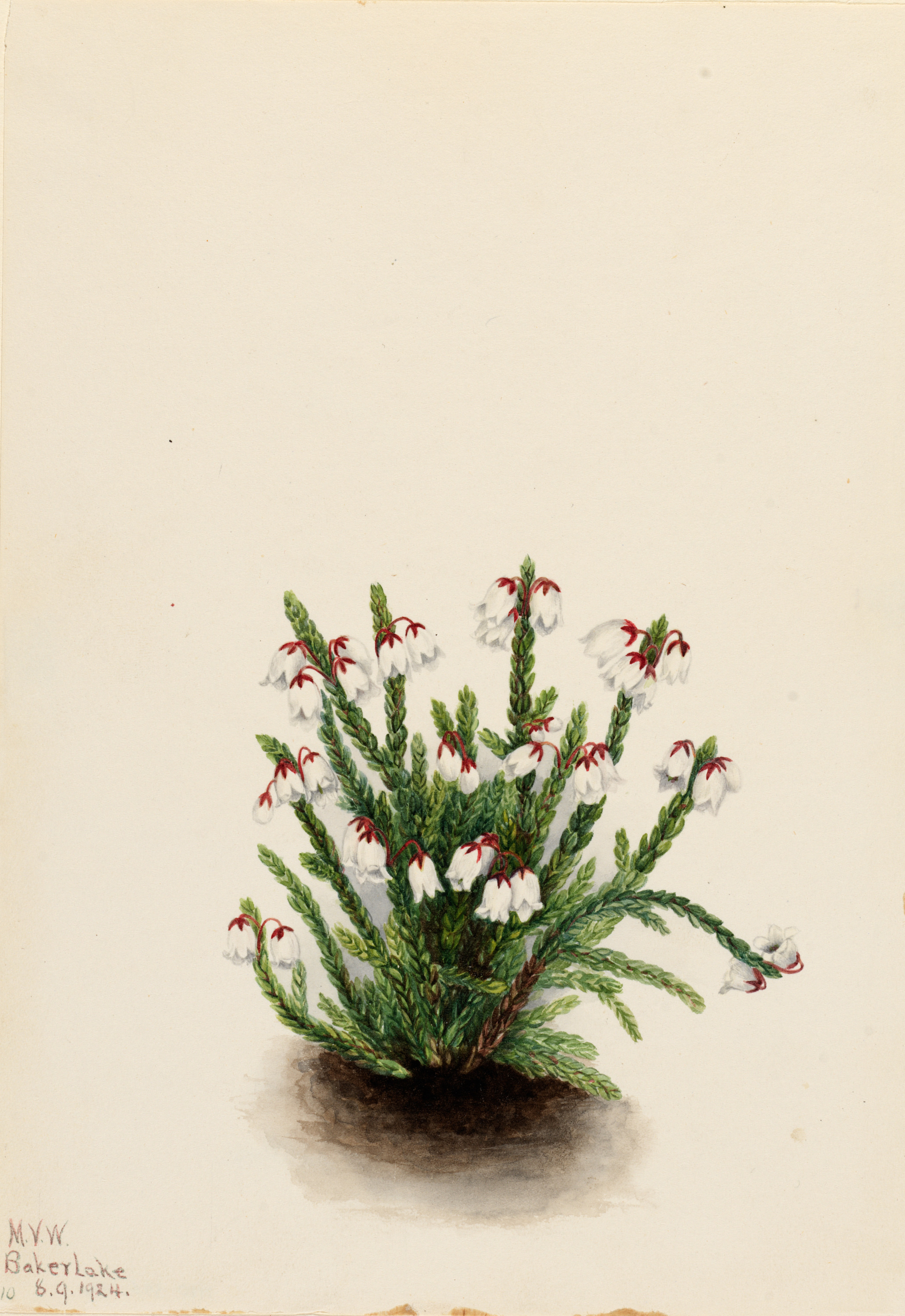 Mary Vaux Walcott, Rocky Mountain Cassiope (Cassiope mertensiana)
