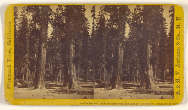 Edward and Henry T. Anthony & Co., The Sentinels. Each over 300 ft. high, and 23 ft. in diameter. Entrance to the Grove [Mammoth Trees, California]