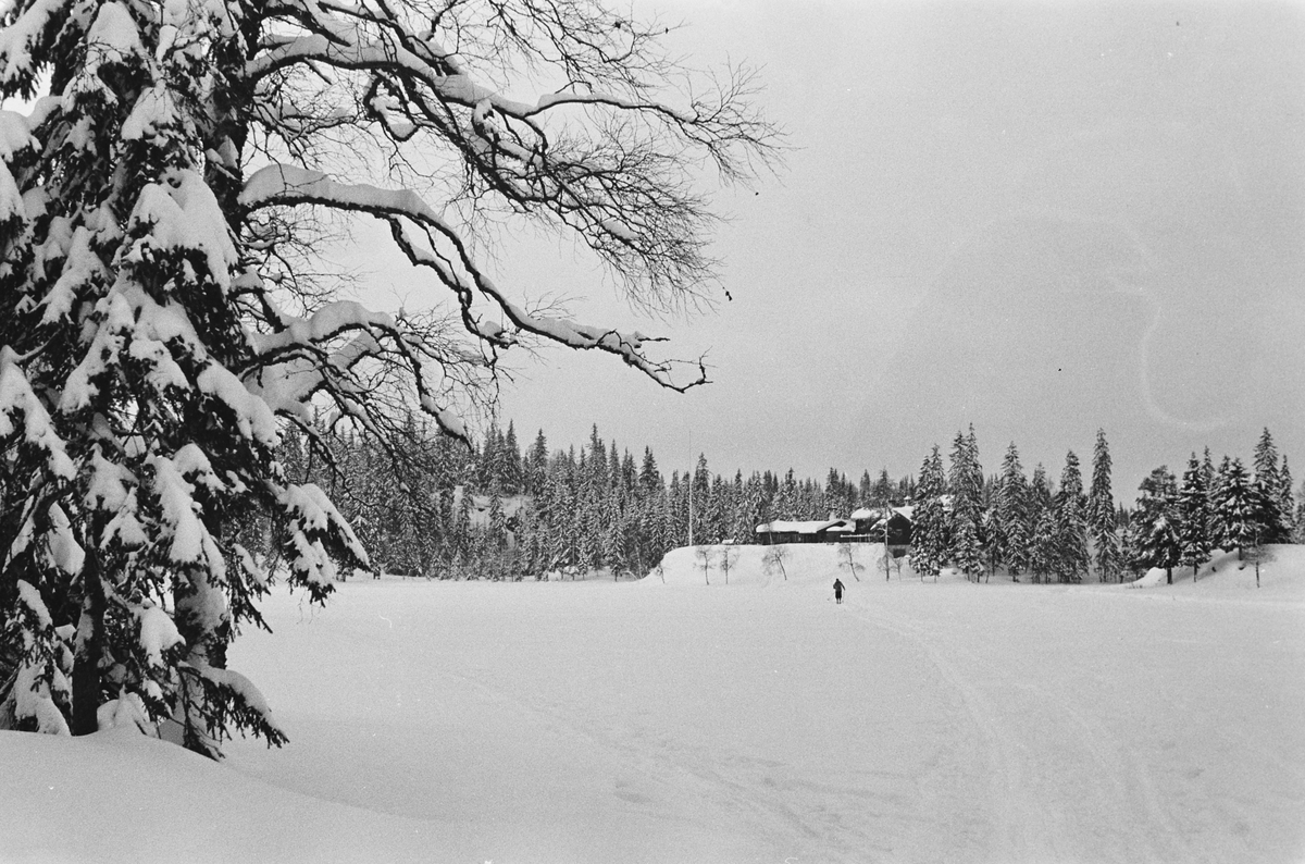 Anders Beer Wilse, Prot: Tömmerkjöring