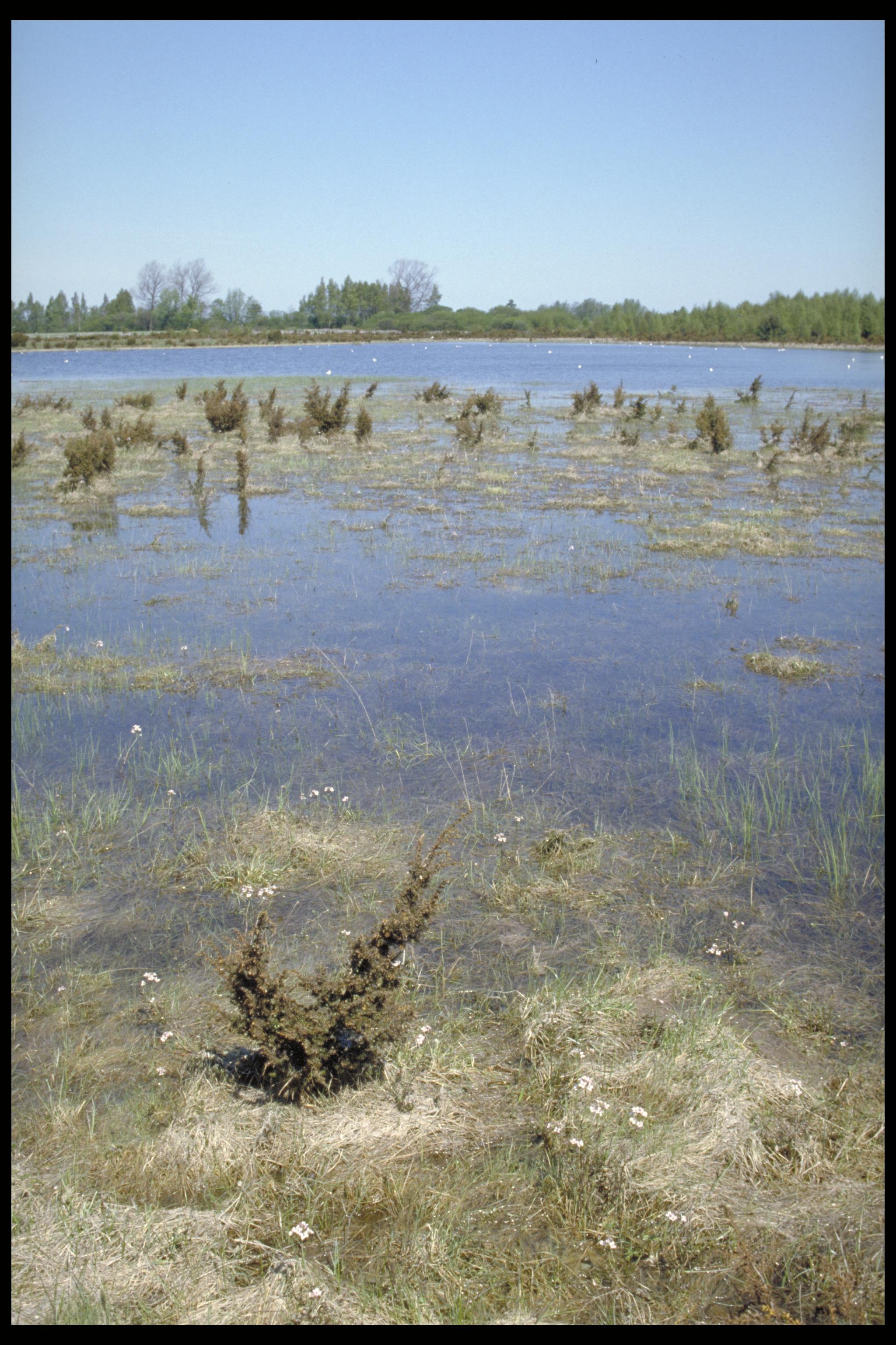 Bengt A Lundberg, Öländsk natur