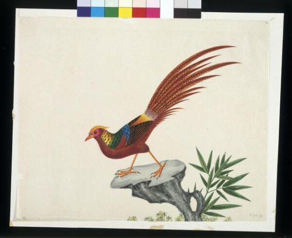Unknown, Golden pheasant