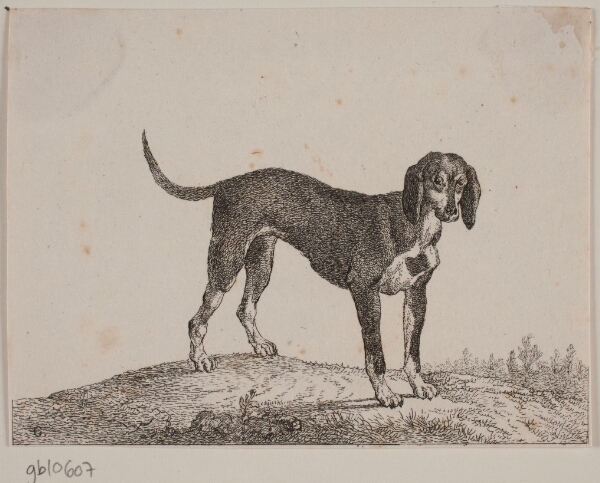Christian David Gebauer, Wekop
