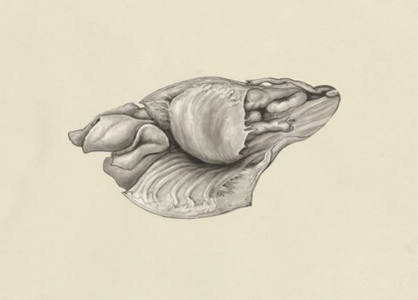 J Wetselaar-Whittaker, Abdominal cavity of a fetus