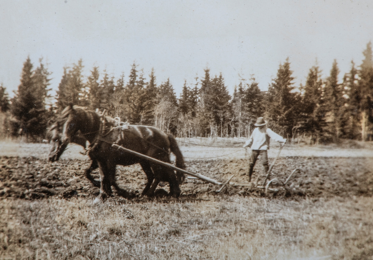 Anno Domkirkeodden, PLØYING M/2 HESTER "VIDAR" OG "AASE", SIGURD PLØYER, VESTJORDET, TRÆTTEBERG, LØTEN