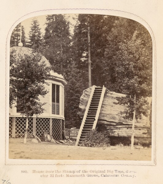 Thomas Houseworth, [A View of a Sequoia Tree Stump]
