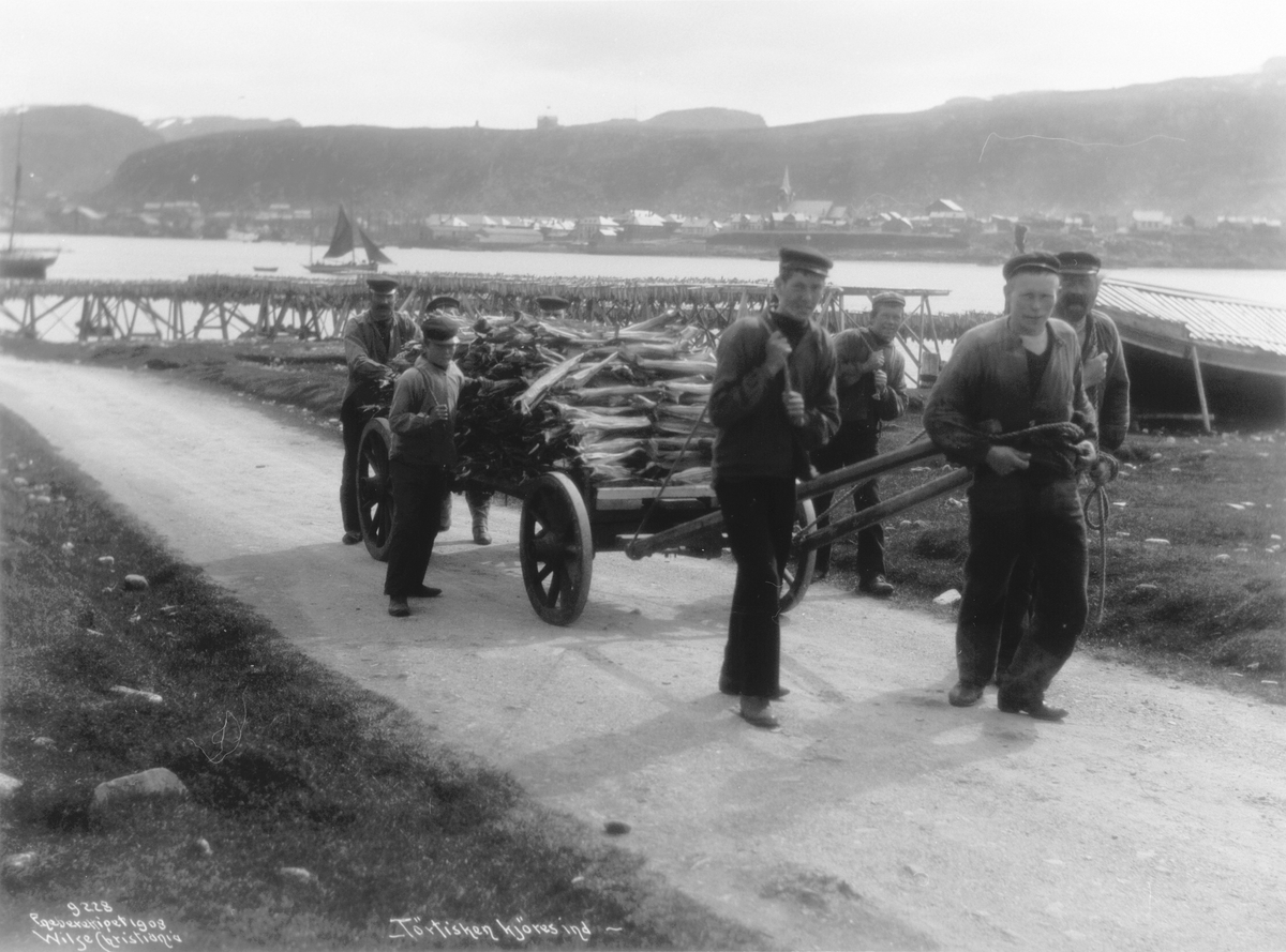 Anders Beer Wilse, Prot: Tørfisken kjøres inn 3/7 1908