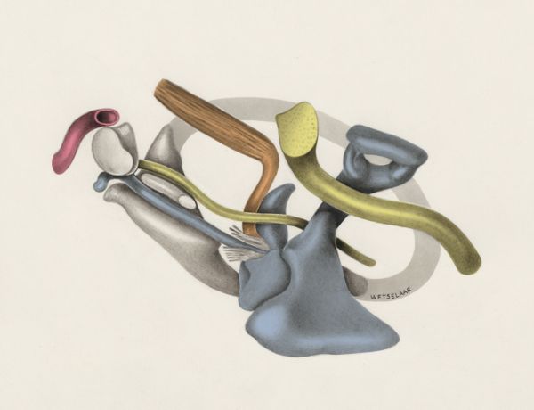 H.G Wetselaar, Hearing organ of an embryo