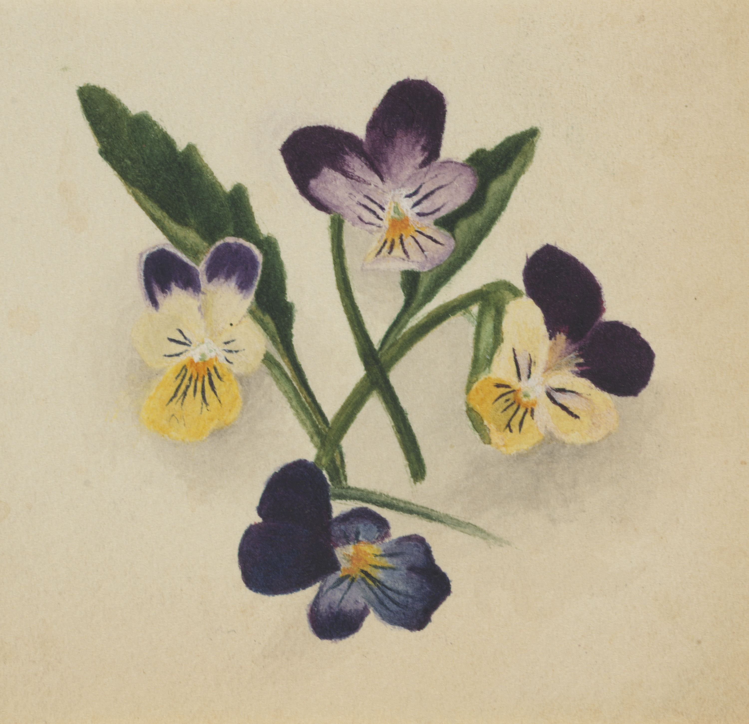 Mary Vaux Walcott, Untitled (Pansies)