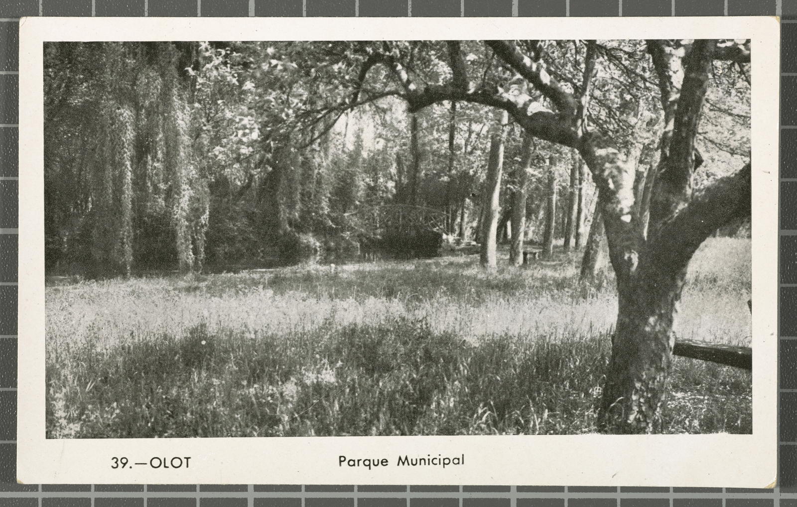 Desconegut, 39.-Olot. Municipal Park