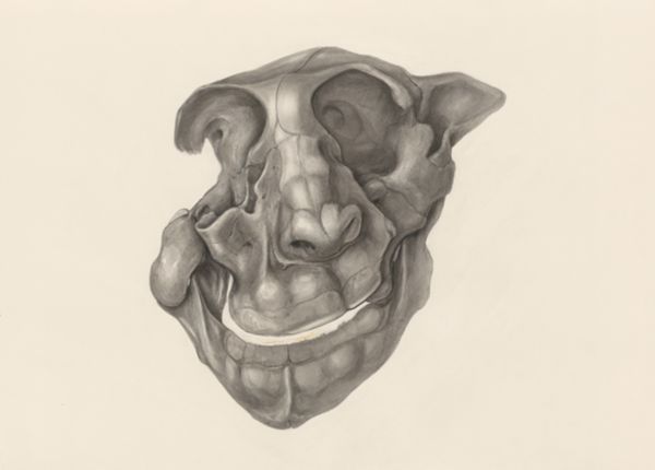 H.G Wetselaar, Deformed fetal head, seen from the front