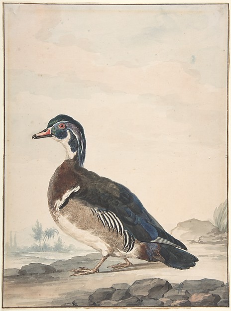 Aert Schouman, A Duck
