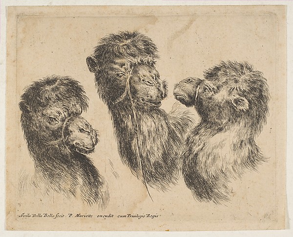 Stefano della Bella, Three Camel Heads