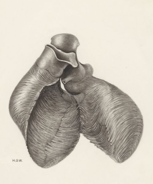H.G Wetselaar, Heart