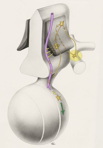 J Tinkelenberg, Part of the central nervous system