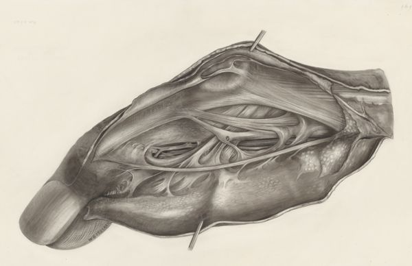 H.G Wetselaar, Muscular tissue of a mammal's finger
