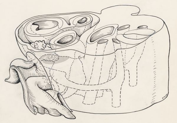 J Wetselaar-Whittaker, Embryonic tissue of a rat
