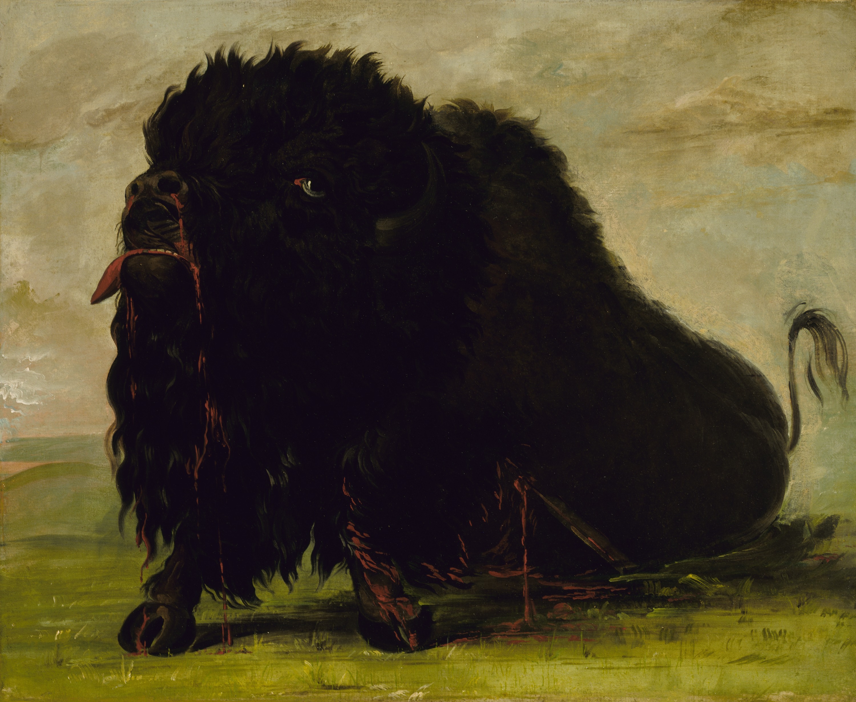 George Catlin, Dying Buffalo, Shot with an Arrow