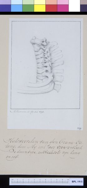M. Houtman, Animals: ape, cervical vertebrae