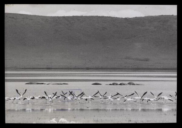 Hinde, John Wilfrid, Birds in Water