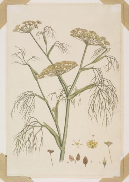 John Miller, Print