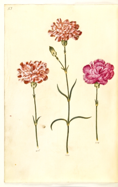 Hans Simon Holtzbecker, Dianthus caryophyllus (have-nellike)