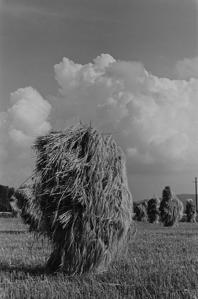 Anders Beer Wilse, Prot: Kornstaur