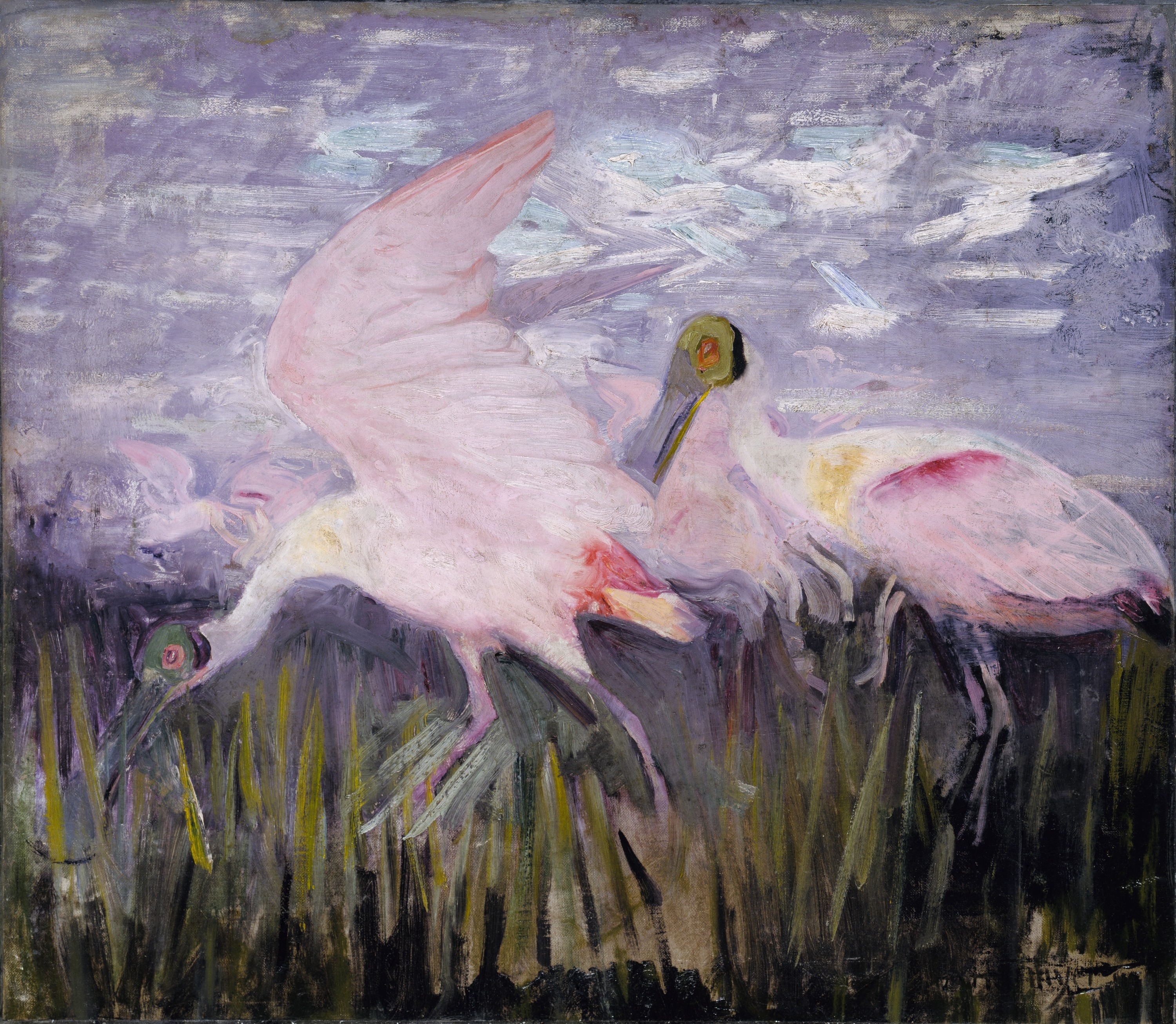 Abbott Handerson Thayer, Roseate Spoonbills, study for book Concealing Coloration in the Animal Kingdom