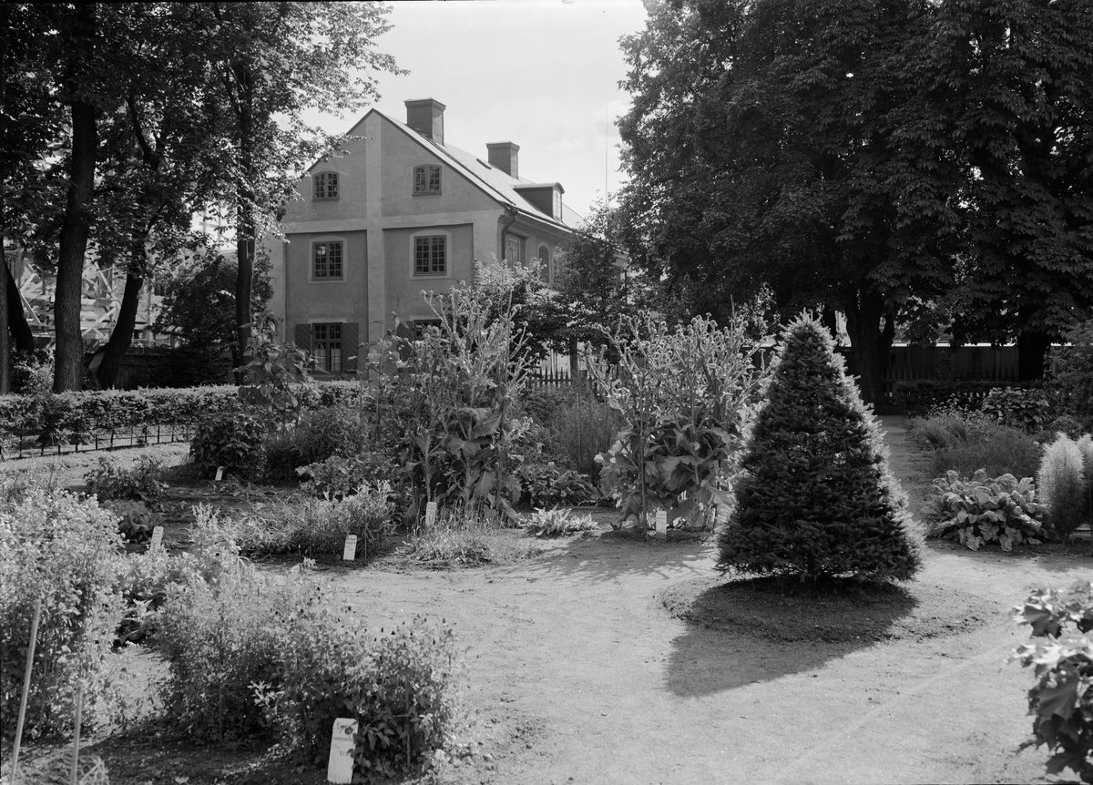Paul Sandberg, Linnéträdgården, Uppsala 1939