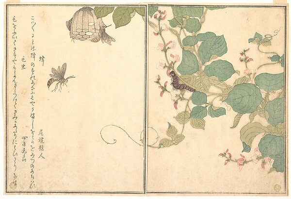 Kitagawa Utamaro, Paper Wasp (Hachi); Hairy Caterpillar (Kemushi), from the Picture Book of Crawling Creatures (Ehon mushi erami)