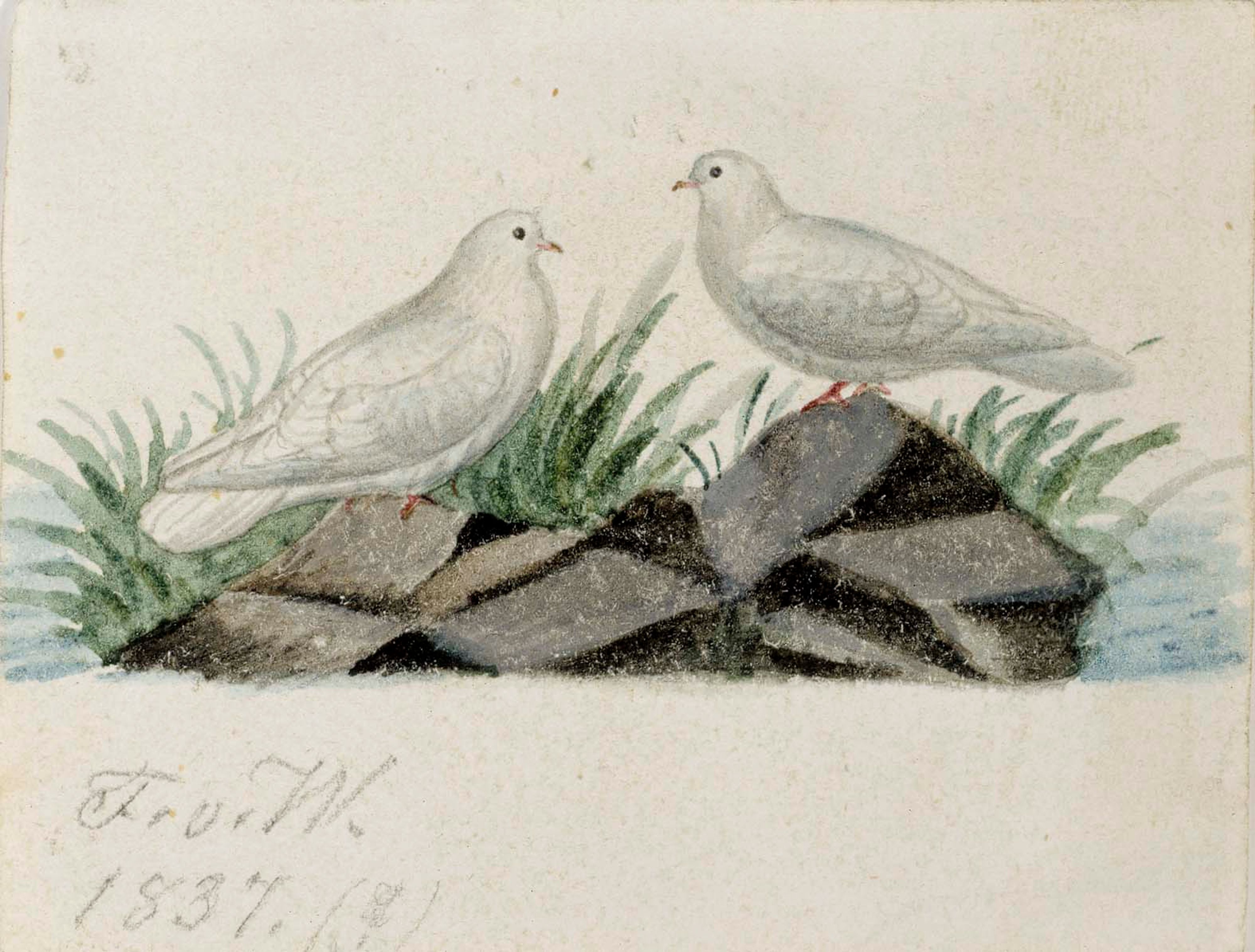 Ferdinand von Wright, Pigeons
