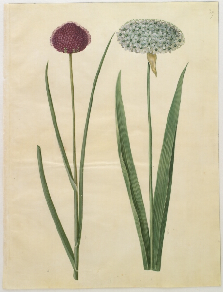 Hans Simon Holtzbecker, Allium sphaerocephalon (middelhavs-prydløg); Allium nigrum (sort løg)