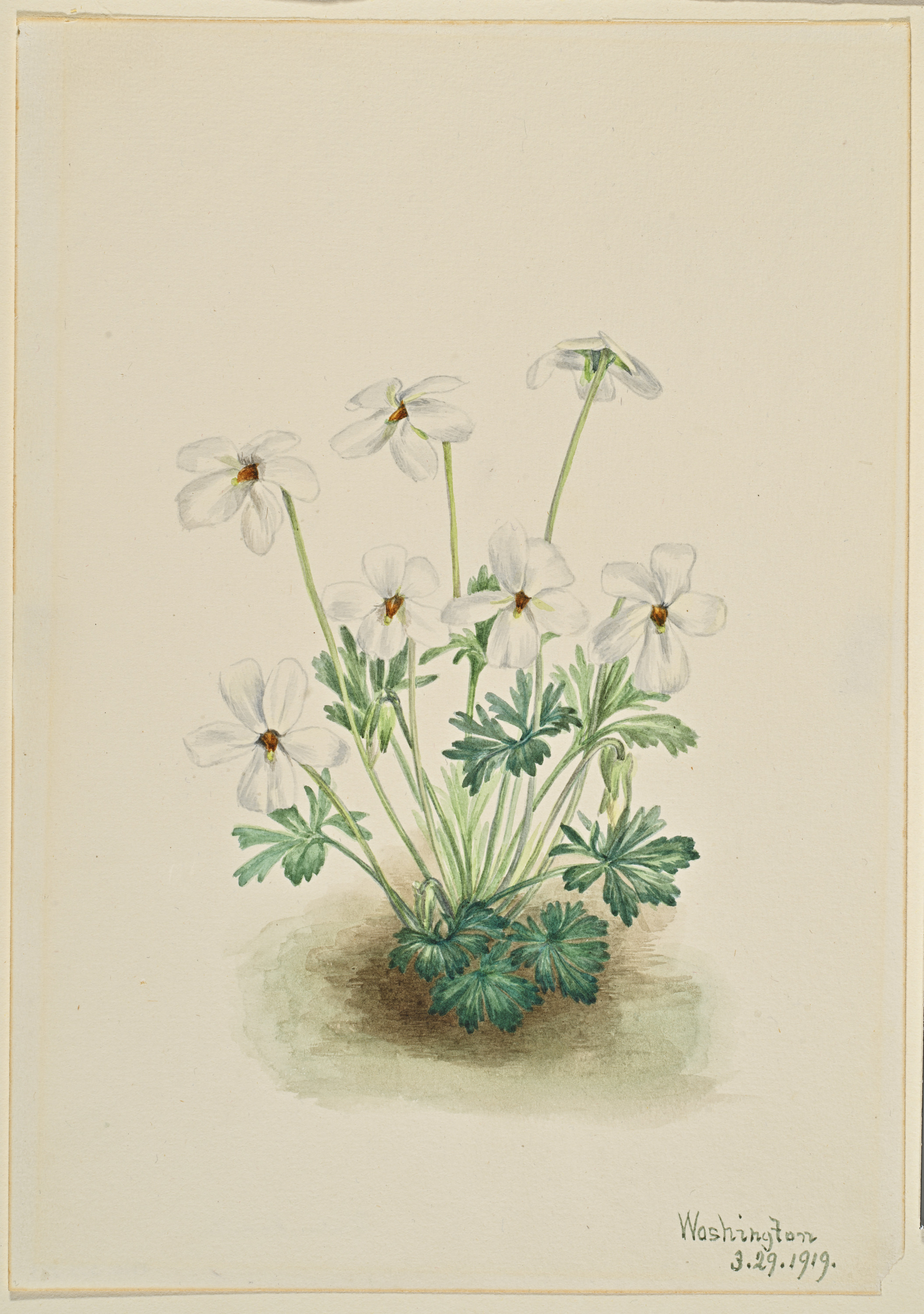 Mary Vaux Walcott, Pansy Violet (Viola pedata)