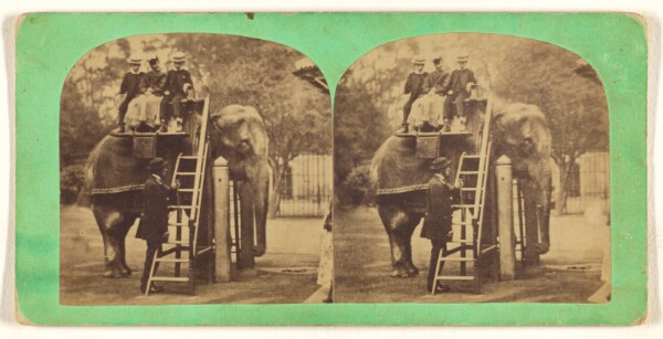 Unknown, Indian Elephant. Elephas Indicus.