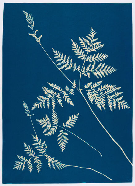 Ella J. C. Hurd, Ferns of Huntington, Long Island, collected and printed by Ella J. C. Hurd