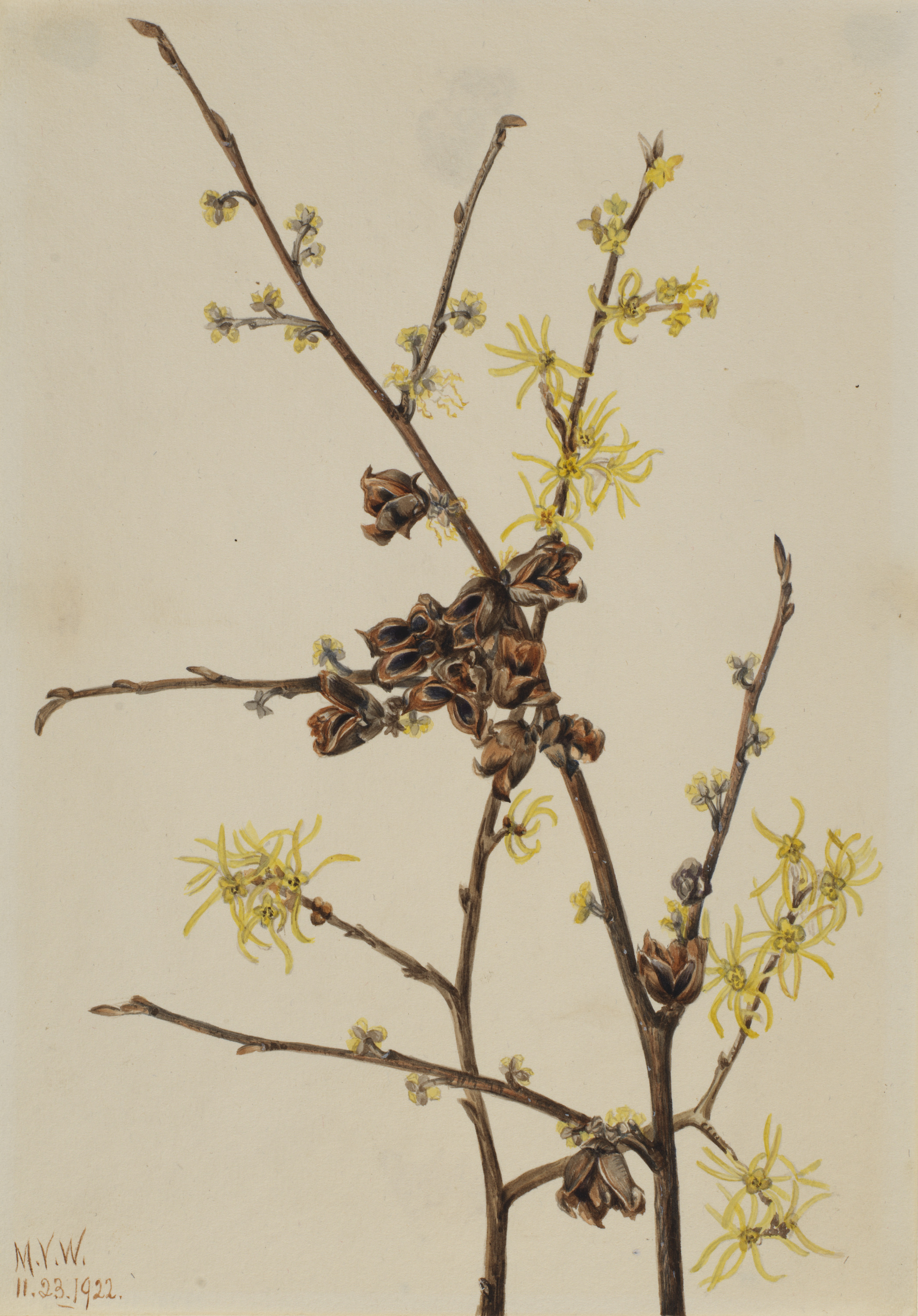 Mary Vaux Walcott, Witch Hazel (Hamamelis virginiana)