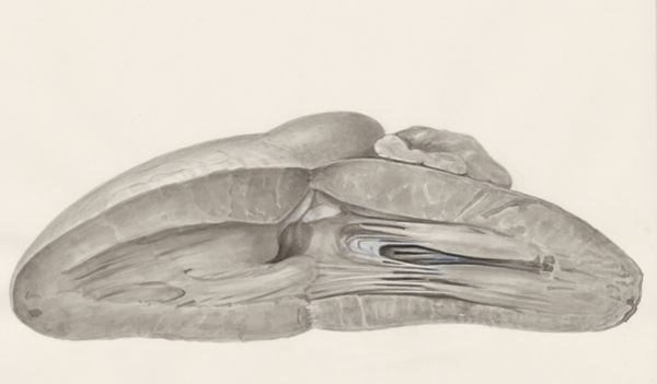 H.G Wetselaar, Heart