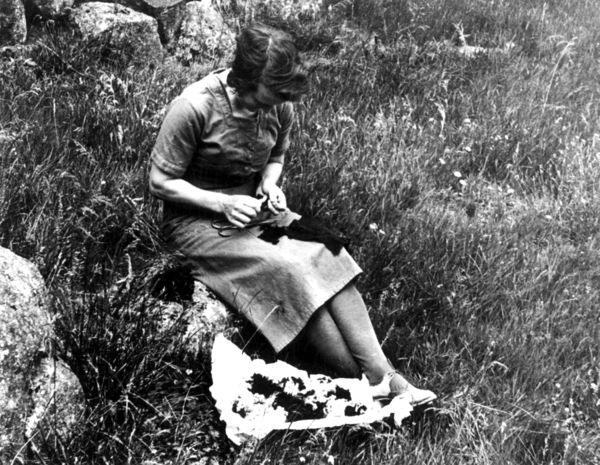 Anna Grostøl, Maria Høydal plukker ullfiller til stamping, Fjotland, Kvinesdal, Vest-Agder 1941.