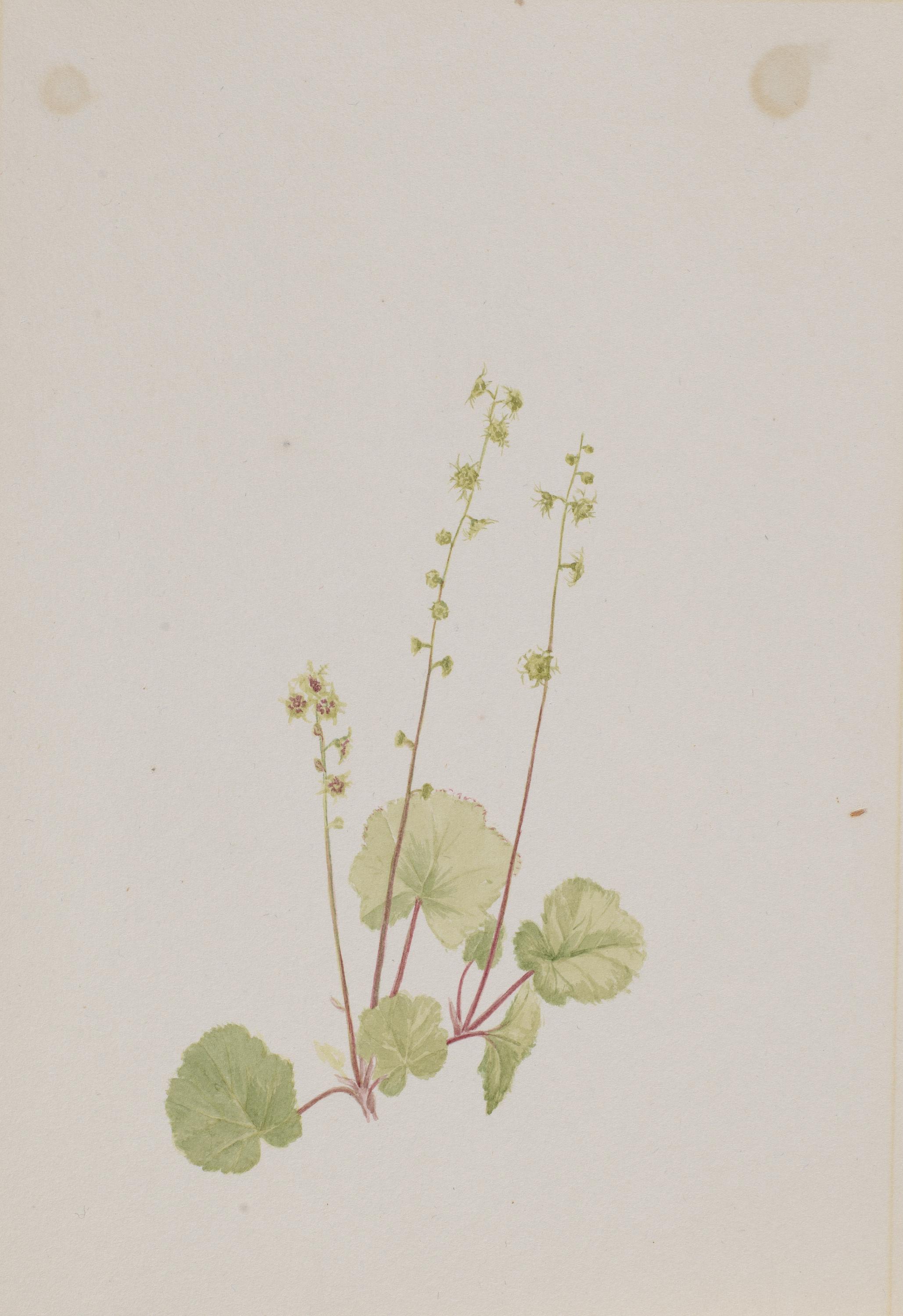 Mary Vaux Walcott, Mitella nuda