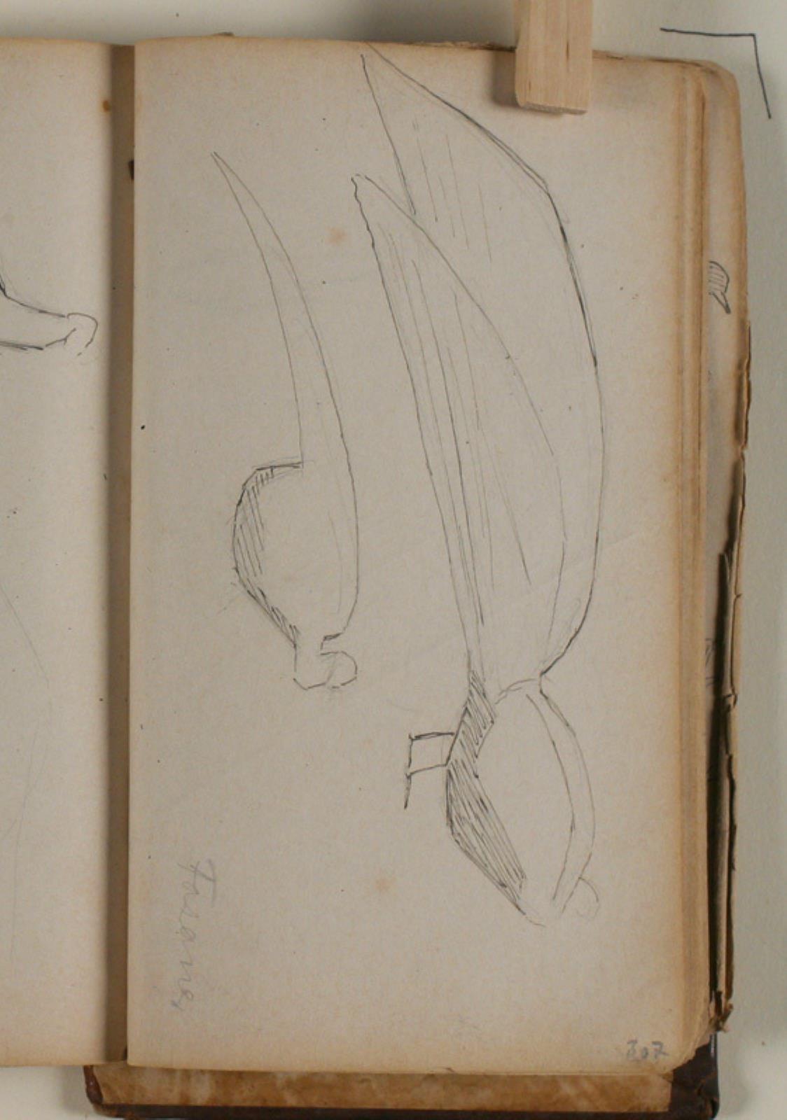 Niels Larsen Stevns, Studier af fasaner