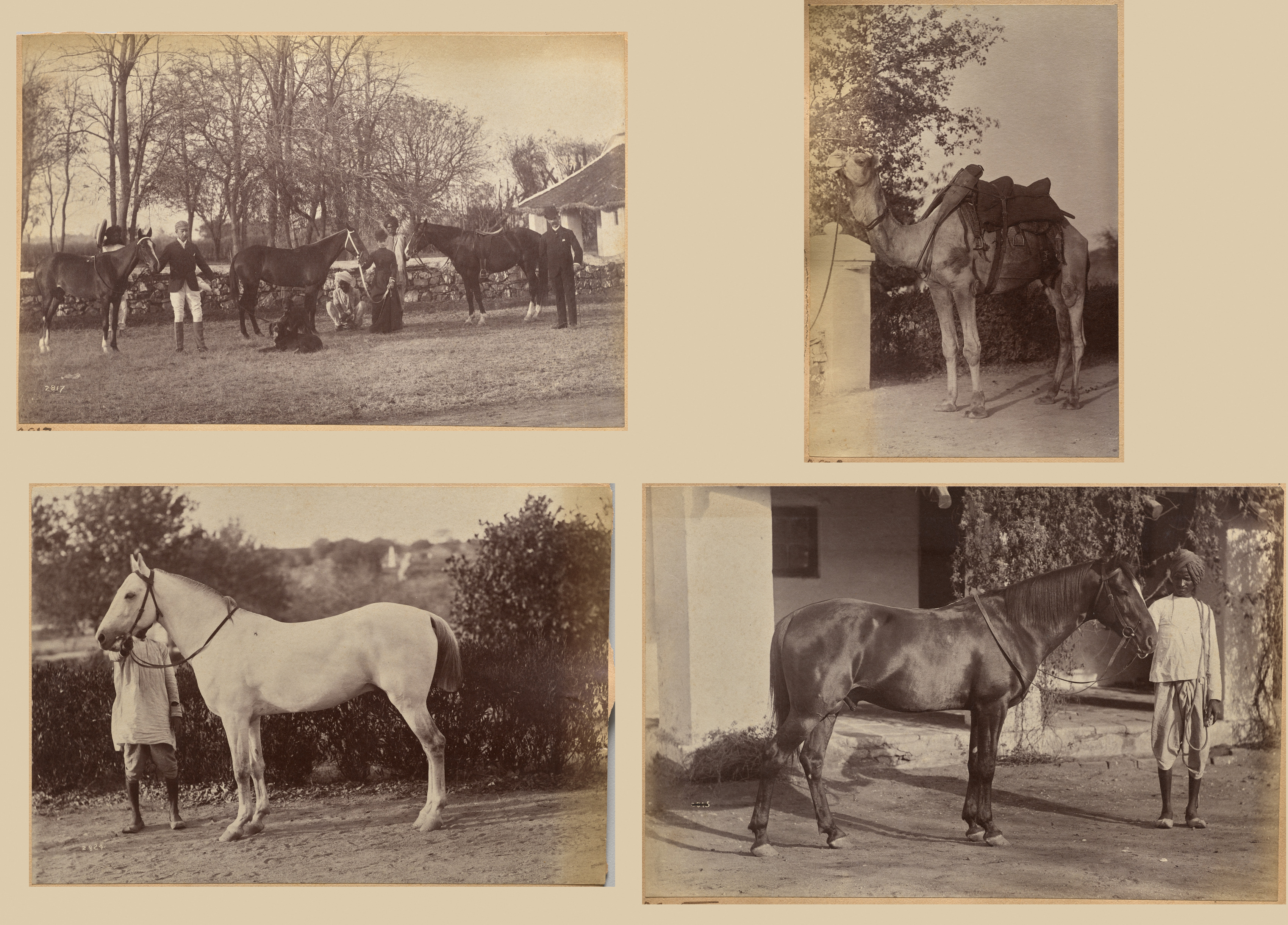 Raja Deen Dayal, Captain Brown's horses, Jhansi (recto, top); Captain Bailward's horses (recto, bottom); Captain Bailward's camel (verso, left); Captain Bailward's horse, Jhanso (verso, right)