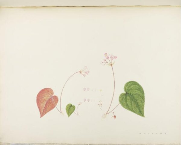 unknown, Flowers and Fruits